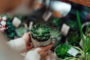 Shopping For Potted Plants In Store