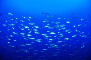 Shoal of skipjack tuna