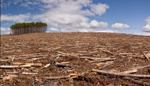 Clearcut logging