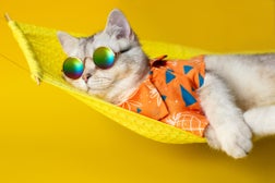 Portrait of an adorable white cat in sunglasses and an shirt, lies on a fabric hammock, isolated on a yellow background.