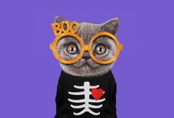 Halloween costume funny kitten