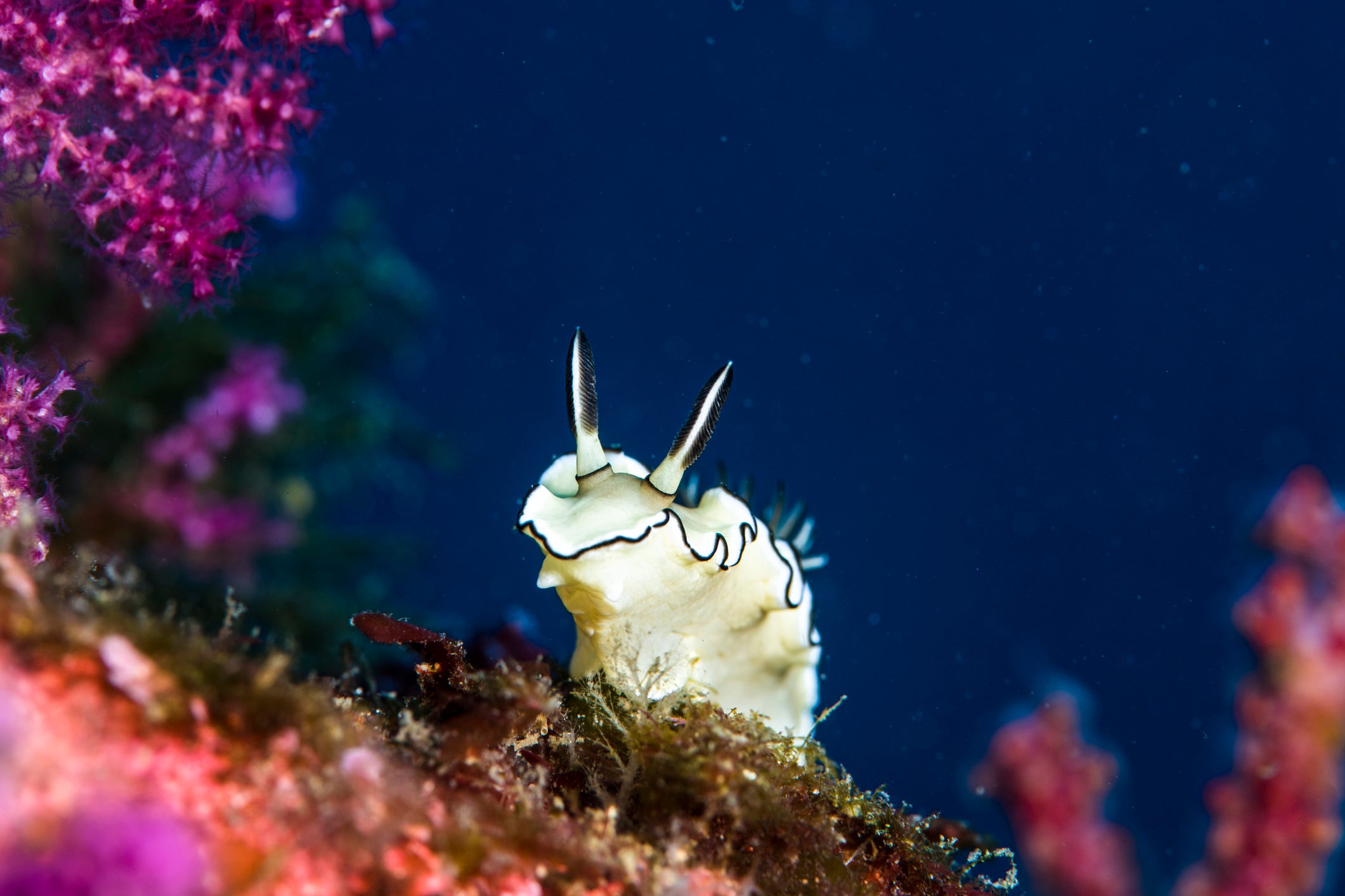 a black-margined nudibranch (Doriprismatica atromarginata) crawling on the soft coral garden. Clos-up
