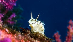 a black-margined nudibranch (Doriprismatica atromarginata) crawling on the soft coral garden. Clos-up