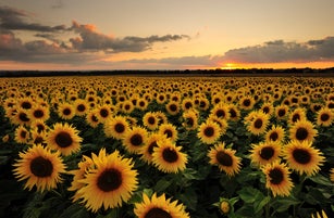 Sunflowers