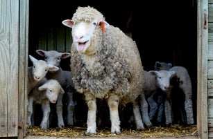 Mother sheep and lambs