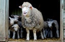 Mother sheep and lambs