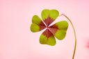 Four leaf clover on pink background