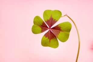 Four leaf clover on pink background