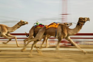 camel racing