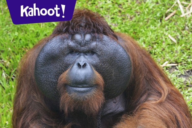 Mammals - Kahoot! Quiz