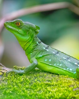 Emerald Basilisk in the Rainforest on a Mossy Trunk