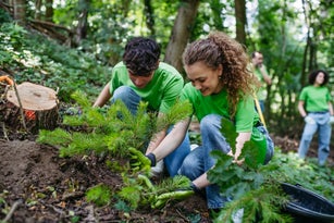 Teamwork during volunteering for tree planting. Volunteers working in forest, planting sapling trees. Environmental education program. Concept of reforestation and voluntourism.