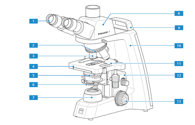 Parts of a light microscopes