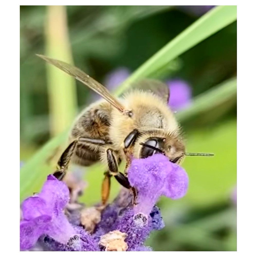 The picture shows a honey bee collecting pollen.