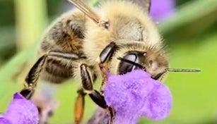 The picture shows a honey bee collecting pollen.