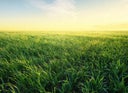 Grass on the field during sunrise. Agricultural landscape in the summer time