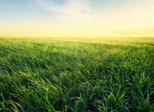 Grass on the field during sunrise. Agricultural landscape in the summer time