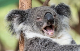 Happy Koala