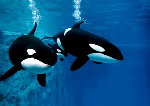Killer Whale, orcinus orca, Female with Calf