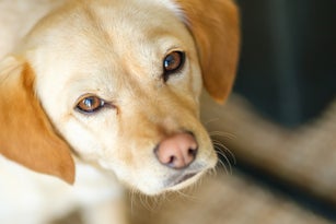 Cutest dog ever