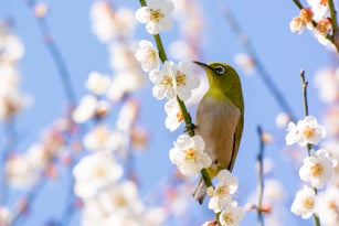 Japanese white-eye and Prunus mume