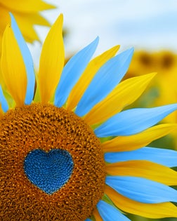 Sunflower with blue heart shaped center, yellow and blue petals. National flag colors. Love Ukraine concept