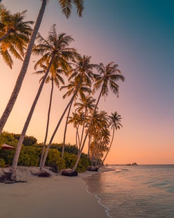 Tranquil summer vacation or holiday landscape. Tropical island sunset beach. Palm trees over calm sea water, sun rays, colorful sky. Exotic nature view, inspirational and peaceful seascape reflection