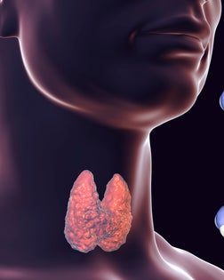 Thyroid gland and thyroid hormone molecules, illustration