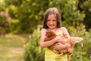 Child holding the hen in arms