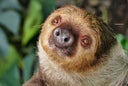 Two-toed sloth (Choloepus didactylus) from South America looking at te camera