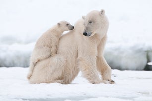 Polar bear
