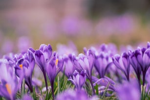 Spring crocus flowers