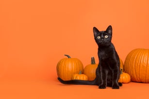 Pretty black cat between orange pumpkins on an orange background