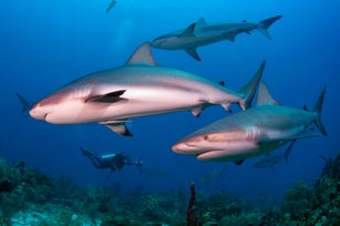 Underwater photographer taking picture of Caribbean reef sharks