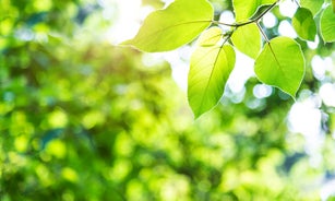 Fresh green leaves in public park