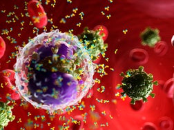 Antibodies attacking a virus, illustration