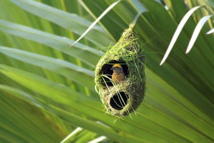Weaver bird in nest