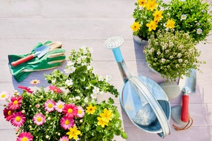 Still life of colorful flowering garden plants, watering can, shovel and garden gloves on wooden background in summer