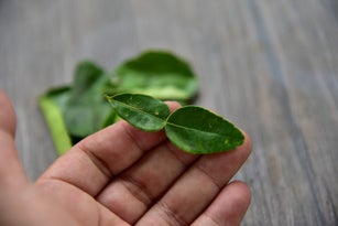 Citrus hystrix, Kaffir lime