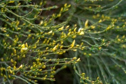 Cytisus Scoparius Buds