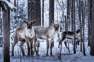 Reindeers in the winter forest. Lapland, Finland.