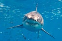 Great white shark