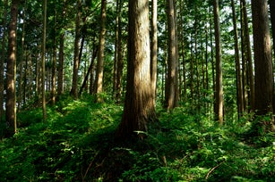 Mt.Mitake (Okutama, Tokyo 2020 Summer)