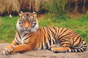 Portrait of a Royal Bengal Tiger alert and Staring at the Camera. National Animal of Bangladesh