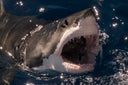 White shark misses a piece of bait and breaks the surface with mouth wide open, Guadalupe Island, Mexico