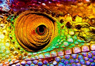 Reptilian eye