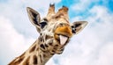 Funny giraffe