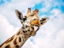 Funny giraffe