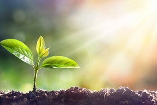 Young Plant Growing In Sunlight