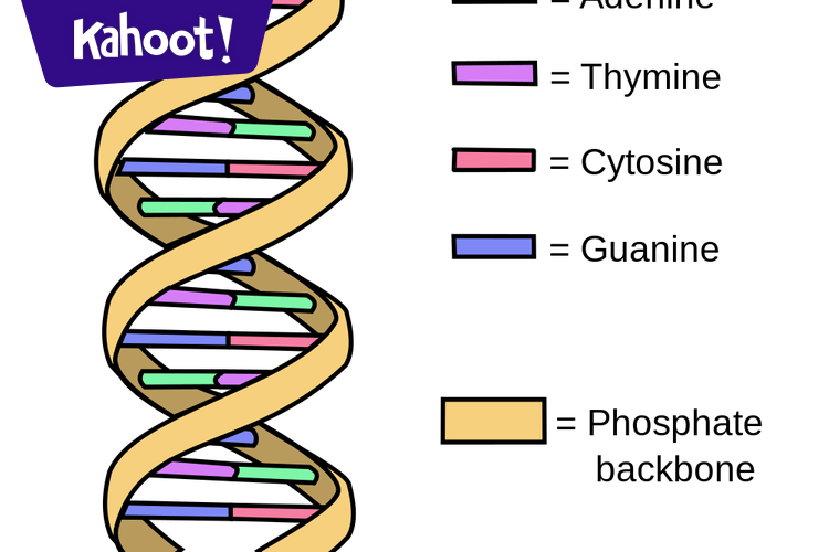 Dna Structure Kahoot dekahoote